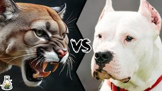 Cougar vs Dogo Argentino - Could This Dog Hunt Wild Cats?