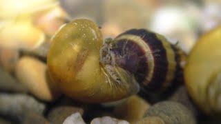 Ampullariidae snail from birth to eaten by Helena /Улитка Ампуллярия от рождения до поедания Хеленой