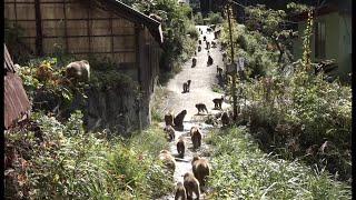 【ニホンザル】 大行進   ~ 地獄谷の巨大群 ~