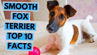 Smooth Fox Terrier - TOP 10 Interesting Facts