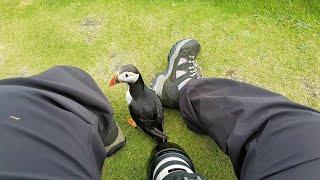 Friendly Puffin Approaches Photographer || ViralHog