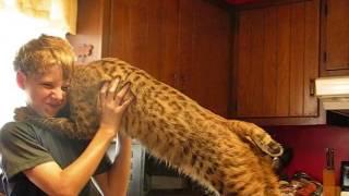 The Tiger King?  No, But This Boy Is Definitely The Bobcat King.