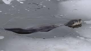 Otter at pond in winter 2023