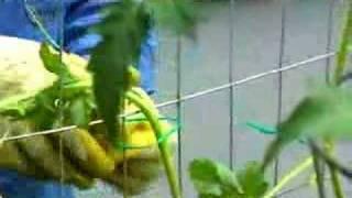 Garden Girl TV: Vertical Gardening Two