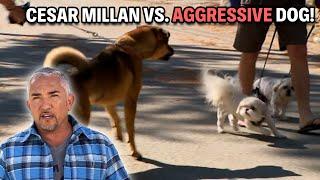 Aggressive German Shepherd That Bites And Barks At Everything! | Cesar 911 Season 4, Ep. 2 - Part 2