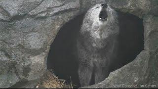 Black Wolf Howls to the Thunder