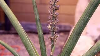 Snake Plant