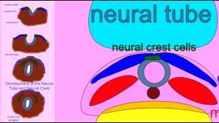 EMBRYONIC DEVELOPMENT: NEURAL CREST CELLS