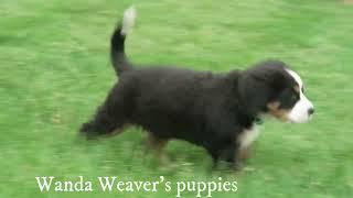 Wanda Weaver's Bernese Mountain Dog Puppies 4-11