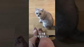 고양이 배만지기