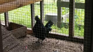 Ayam Cemani rooster