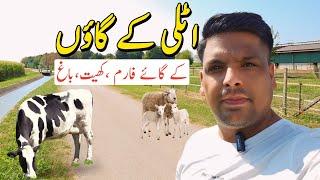 Italy village life style and people | Italy Ke cow farm,kheet, garden | Italy village area