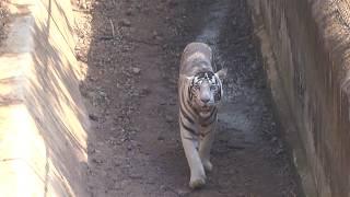 Black Tigers of Nandankanan Zoo | Odisha | India |