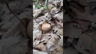 #mushrooms #funghi #porcini #boletus #edulis #asmr #matsutake #ciuperci #гриби #grzyby #hribi #pilze