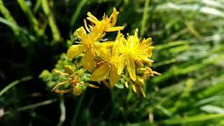 Hypericum perforatum (Saint John's Wort)