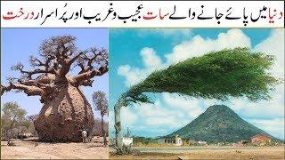 7 Most Amazing and Beautiful Trees in the World | Asif Ali TV |