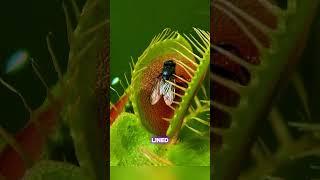 "Venus Flytrap: Nature's Carnivorous Wonder - Fascinating Facts & How It Works"