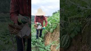 Growing Organic Watermelons On The Mountain #satisfying #farming #agriculture