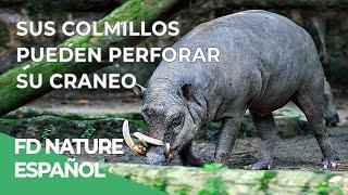 Armas Letales: Colmillos | Free Documentary Nature - Español