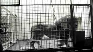 Lion at SF zoo agitated