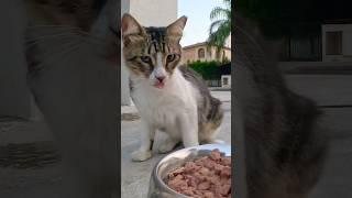 Remote Control Car Brings Dinner to Stray Cats! ️ #catlover #shorts #kitten