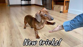 Mini doxie learns new tricks!