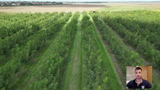 A Visit To The Kacarevo Walnut Orchard - Serbia’s Most Successful Chandler Plantation!