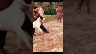 Pakistani King Dog #doglover #shorts #trending #viral #youtubeshorts #labrador #trend #dog #kingdogs