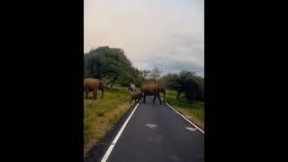 sathyamanagalam | talamalai | forest animal