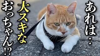 散歩中大好きなおっちゃんに会ったときの猫の反応がこちら