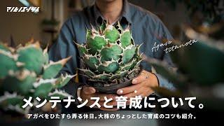 アガベのメンテナンスと育成について。大株を形作るコツを紹介。｜アガベ｜Agave｜多肉植物｜胴切り