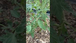 Big Zac tomato update for #tomatochallenge2025