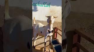 FSA Entertainment Ka Bakra - Purchased From Shawaya Goat Farm