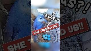 She tricked us!  #bluebirds #bluebird #nest #nestbox #birds #breeding #nature #birdboxcameras