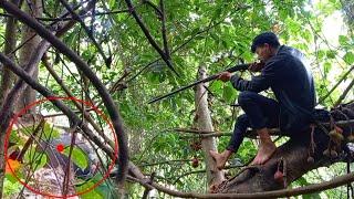 Sitting on top of a tree, hunting wild boars to eat fruit work 100% and amazing