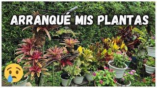 🫣HONGOS EN MIS PLANTAS POR ESO LAS ARRANQUÉ para que no contamine las demás/Liliana Muñoz