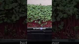 Plants Can Dance!? Understanding Phototropism and How Plants Move Towards Light