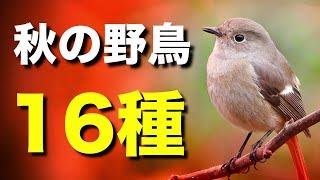 秋に見られる美しい野鳥たちを解説します！【初心者向け・鳴き声付き】