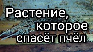 Пчёлы довольны. Пчеловоды в восторге. Пчеловодство живёт.