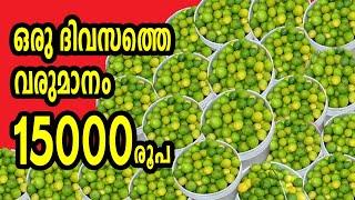 ഒരു ദിവസം 15000 രൂപ വരുമാനം നല്‍കുന്ന കൃഷി ... ഇതുപോലൊരു തോട്ടം കേരളത്തില്‍ വേറെ കാണില്ല #lemon