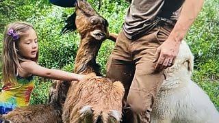 Rotational Grazing Animals to Build New Pasture