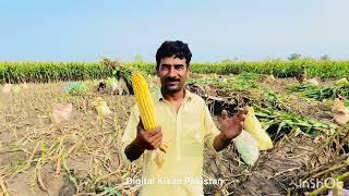 Maize Under Pressure: High Pesticide Prices and Farmer Struggles!