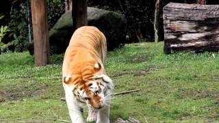 Tigers Jumping High & Climbing - Tiger Island Show @ Dreamworld, Australia