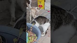 all good stuff #cats #kitty #kettens #catsvsdogs #catsvideo    #catlover #catlovers