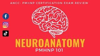 ANCC-PMHNP Domain Part 1- NEUROANATOMY | Certification Exam Review 2021 #PMHNP @WIRED @TEDEd