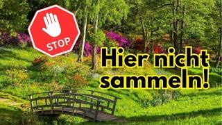 Wildkräuter sammeln: Vermeide diese Orte!