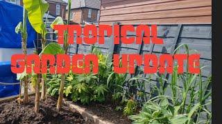 TROPICAL GARDEN UPDATE  