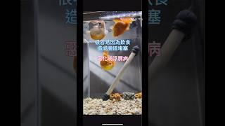 胖嘟嘟的珠麟金魚怎麼餵