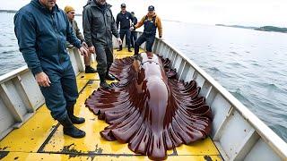 Rare Deep Sea Monster Captured by Fishermen Leaves Experts Stunned