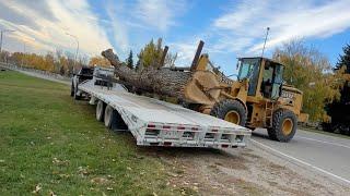 Picking up a big Ash tree to mill and make into furniture